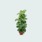 Monstera Pertusum kopen