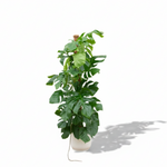 Monstera Pertusum