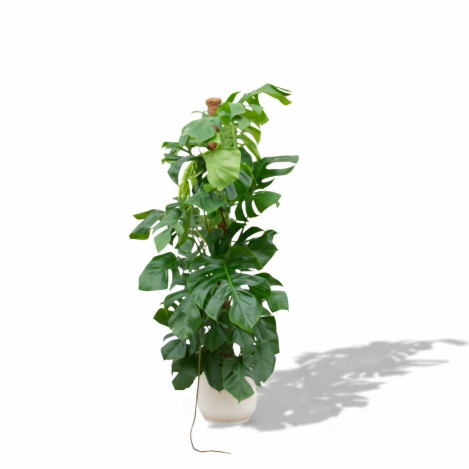 Monstera Pertusum