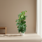 Monstera Pertusum
