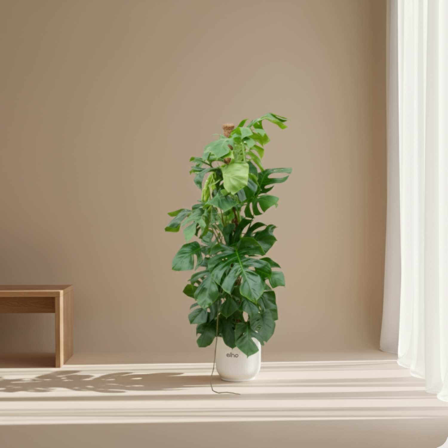 Monstera Pertusum
