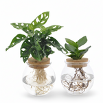  Monstera Adansonii/Clusia 
