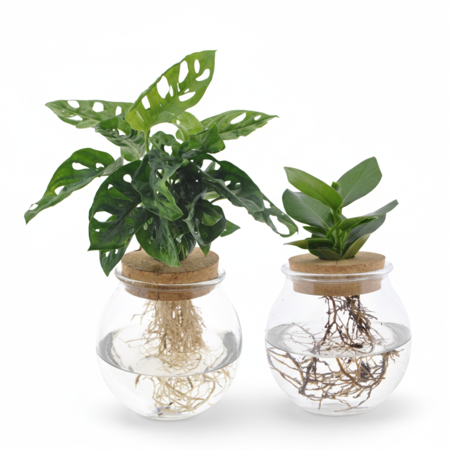  Monstera Adansonii/Clusia 