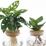  Monstera Adansonii/Clusia 