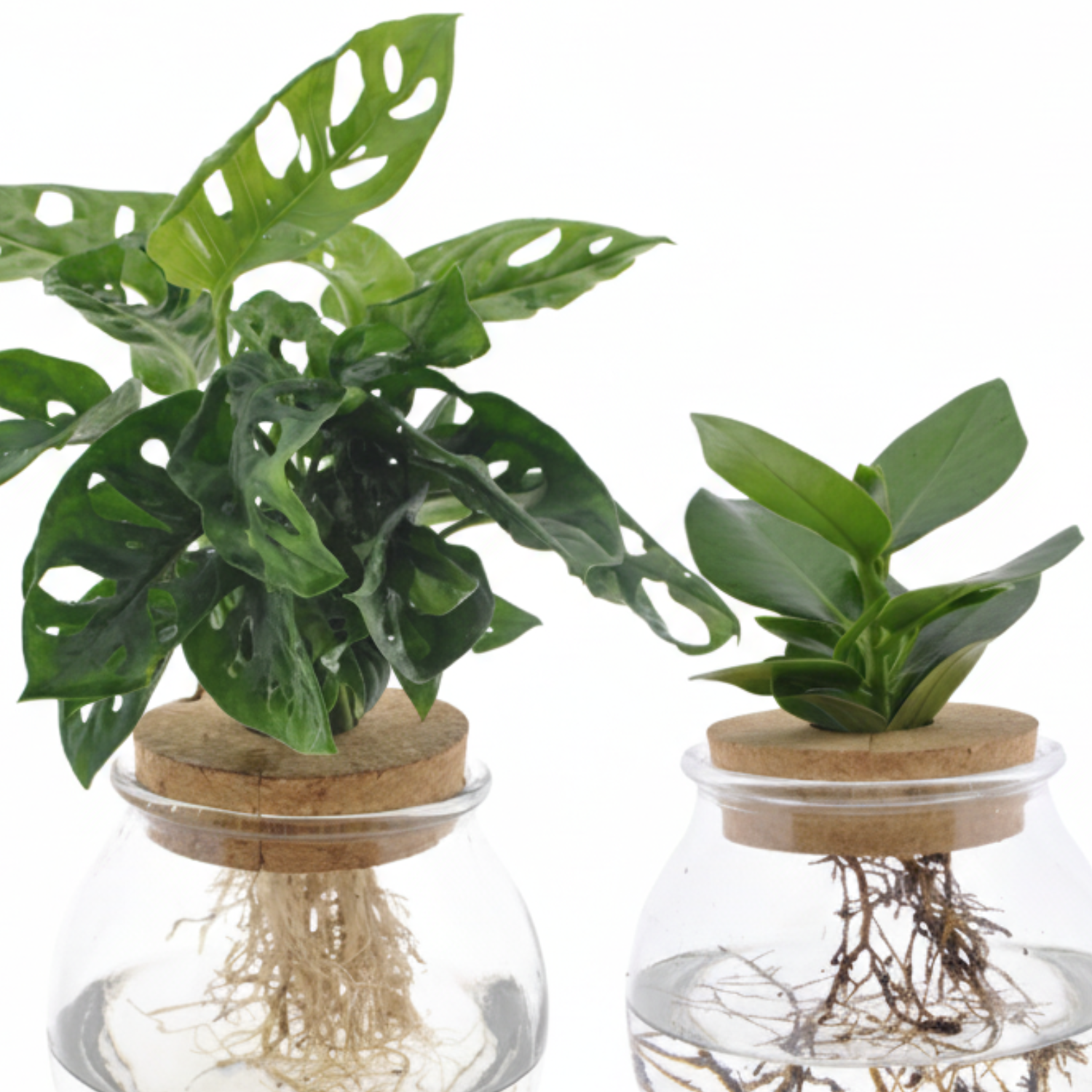  Monstera Adansonii/Clusia 