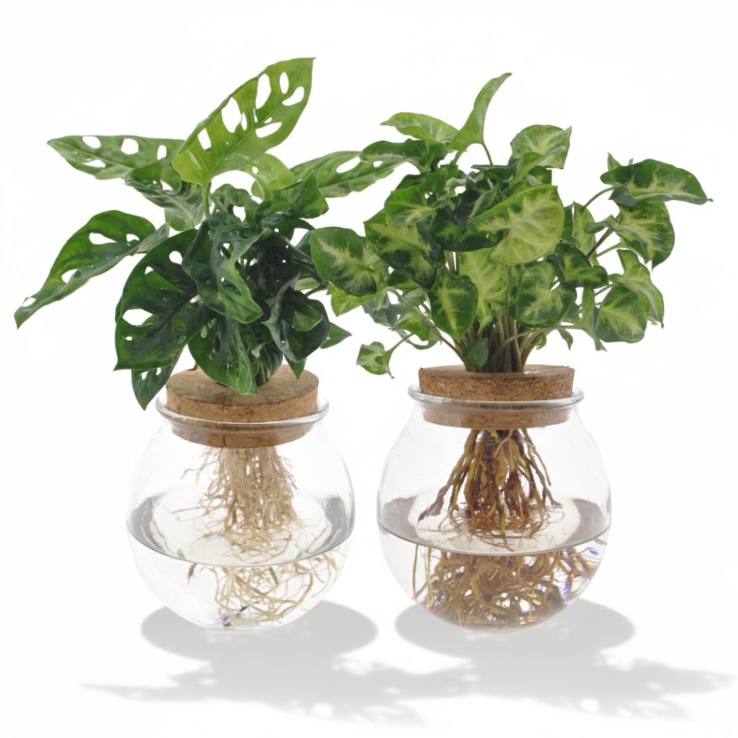 Monstera Adansonii & Syngonium Green 