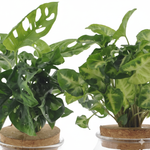 Monstera Adansonii & Syngonium Green 