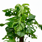 Monstera Deliciosa XXL