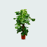Monstera Deliciosa kopen