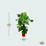 Monstera Deliciosa kopen