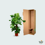 Monstera Deliciosa kopen