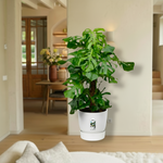 Monstera Deliciosa XXL