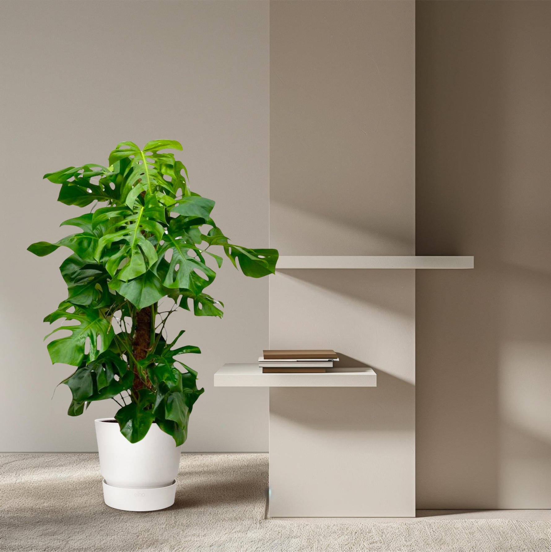 Monstera Deliciosa kopen
