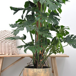 Monstera Deliciosa kopen