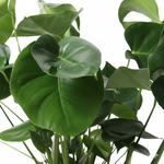 Monstera In Basket Palmleaf