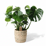 Monstera In Basket Palmleaf