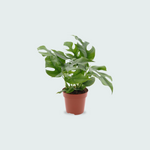 Monstera Minima kopen