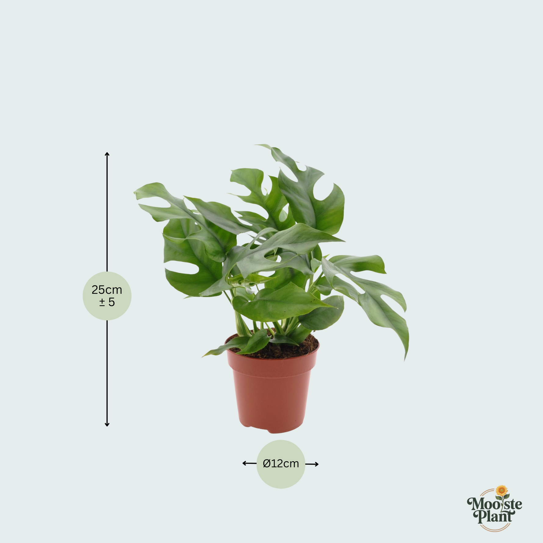 Monstera Minima kopen