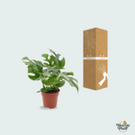Monstera Minima kopen