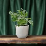 Monstera Minima kopen