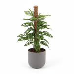 Monstera Monkey