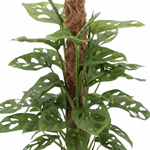 Monstera Monkey