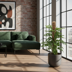Monstera Monkey