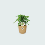 Monstera Monkey Leaf kopen
