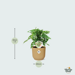Monstera Monkey Leaf kopen