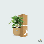 Monstera Monkey Leaf kopen