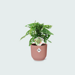 Monstera Monkey Leaf 