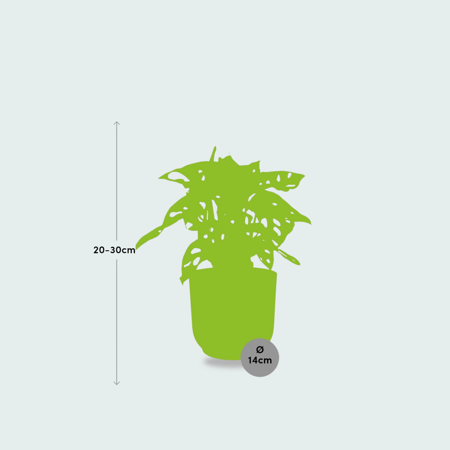 Monstera Monkey Leaf 