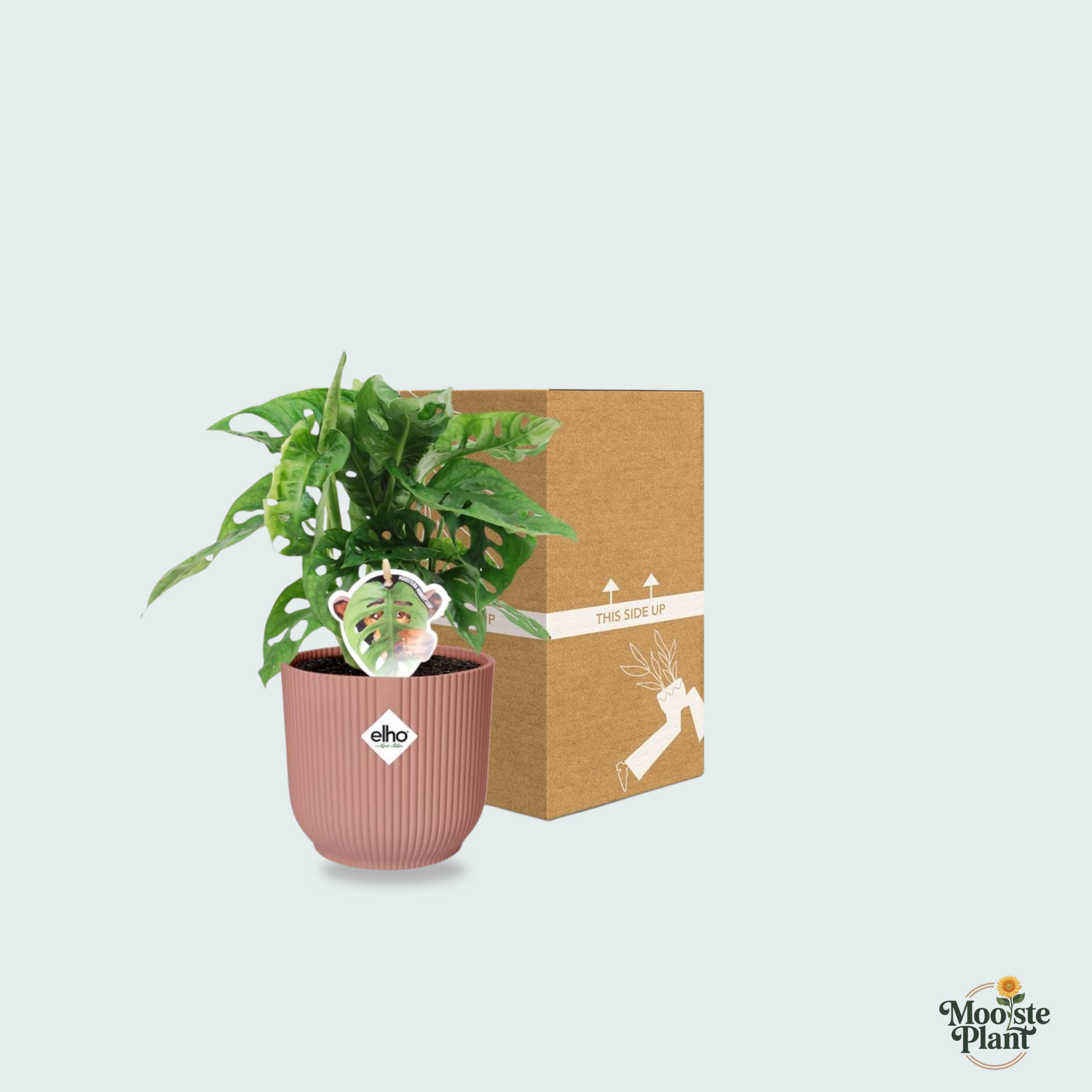 Monstera Monkey Leaf 