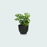 Monstera Monkey Leaf kopen