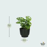 Monstera Monkey Leaf kopen