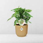 Monstera Monkey Leaf kopen
