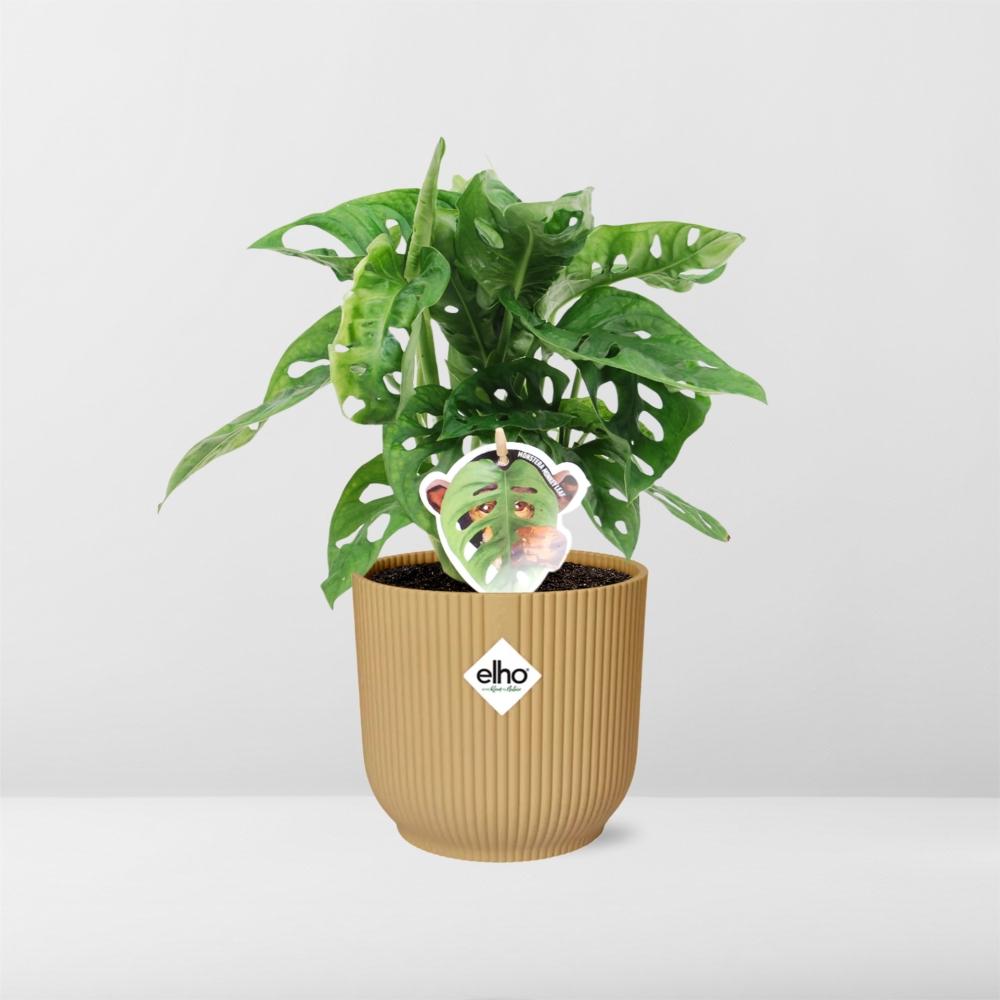 Monstera Monkey Leaf kopen