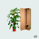 Monstera Pertusum kopen