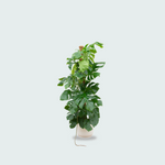  Monstera Pertusum kopen