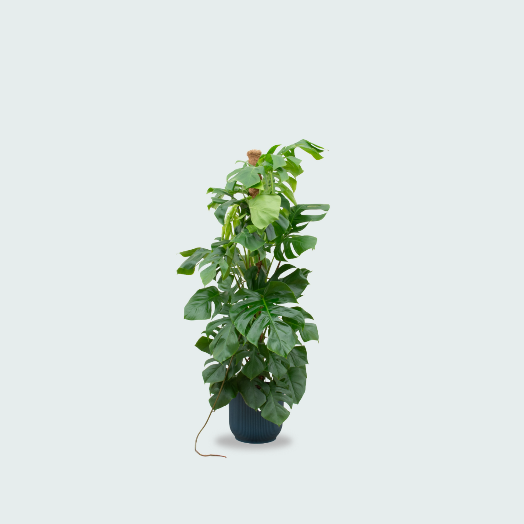  Monstera Pertusum kopen