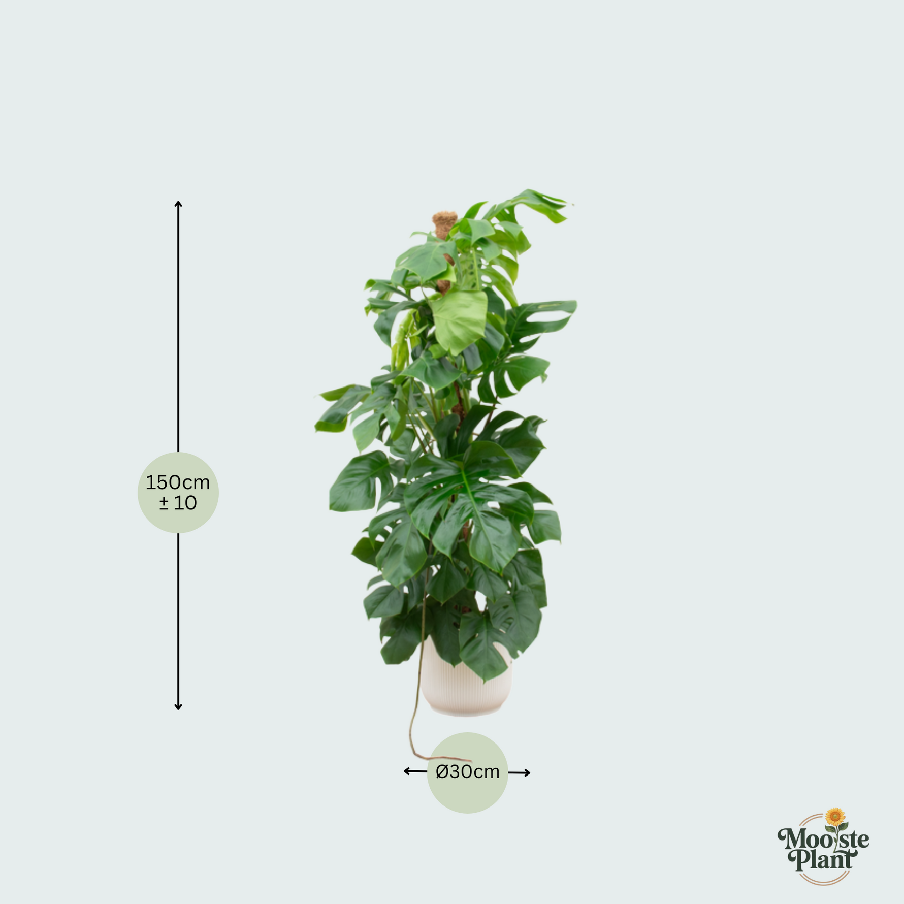  Monstera Pertusum kopen