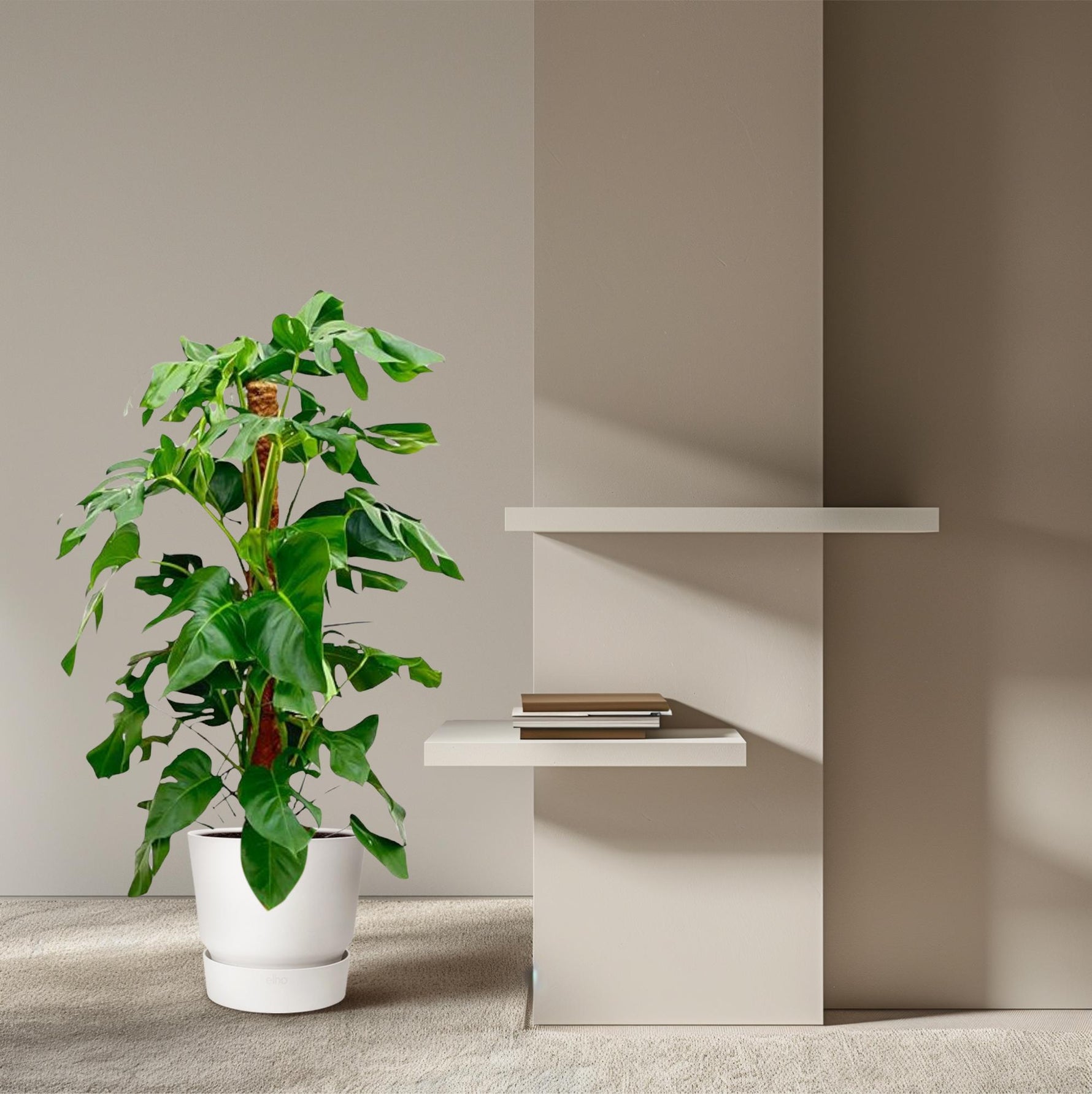 Monstera Pertusum kopen