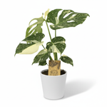 Monstera Thai Constellation