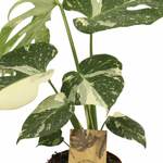 Monstera Thai Constellation