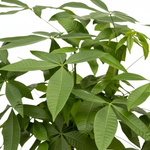 Pachira Aquatica i