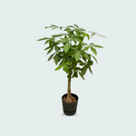 Pachira Aquatica kopen