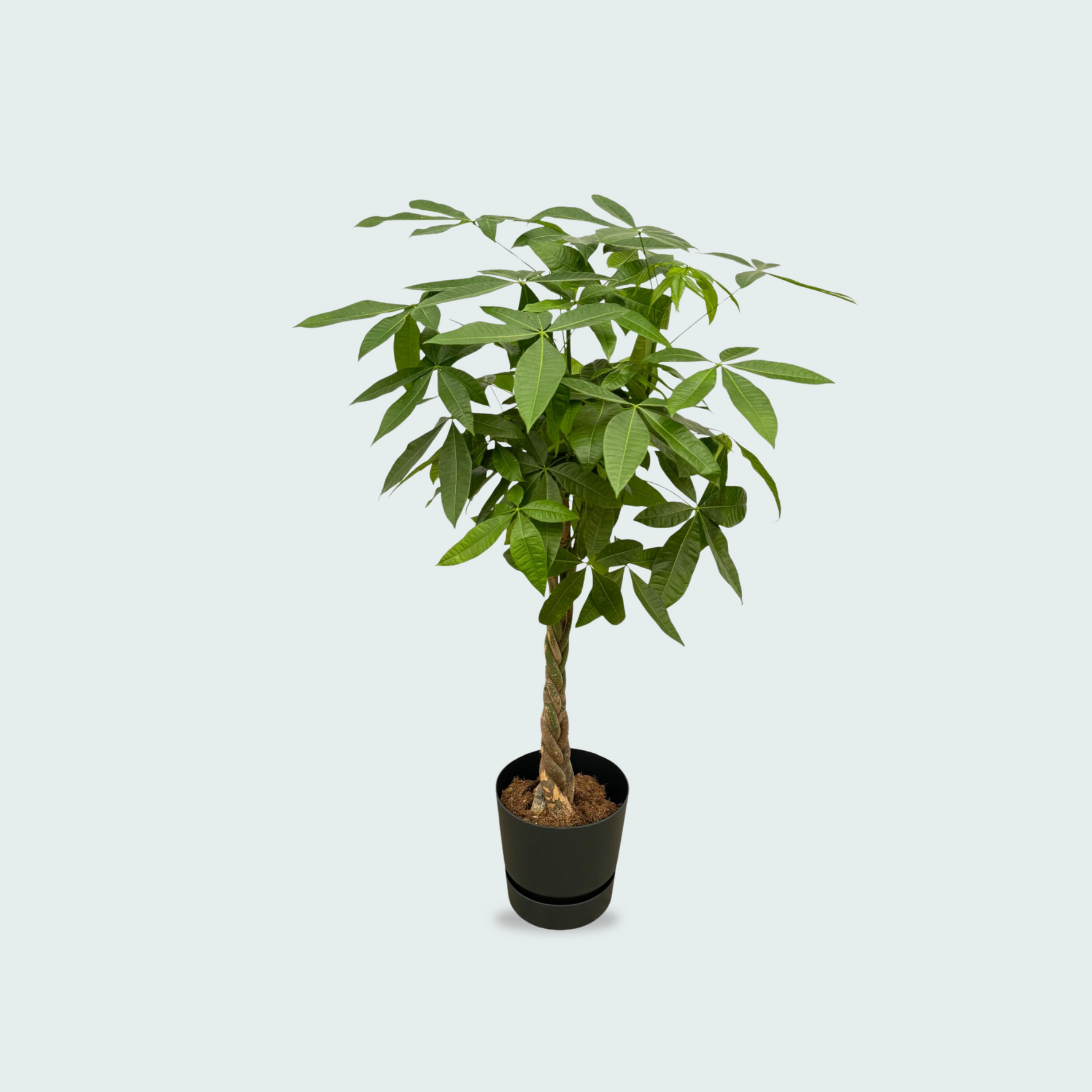 Pachira Aquatica kopen