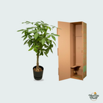 Pachira Aquatica kopen