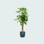 Pachira Aquatica kopen