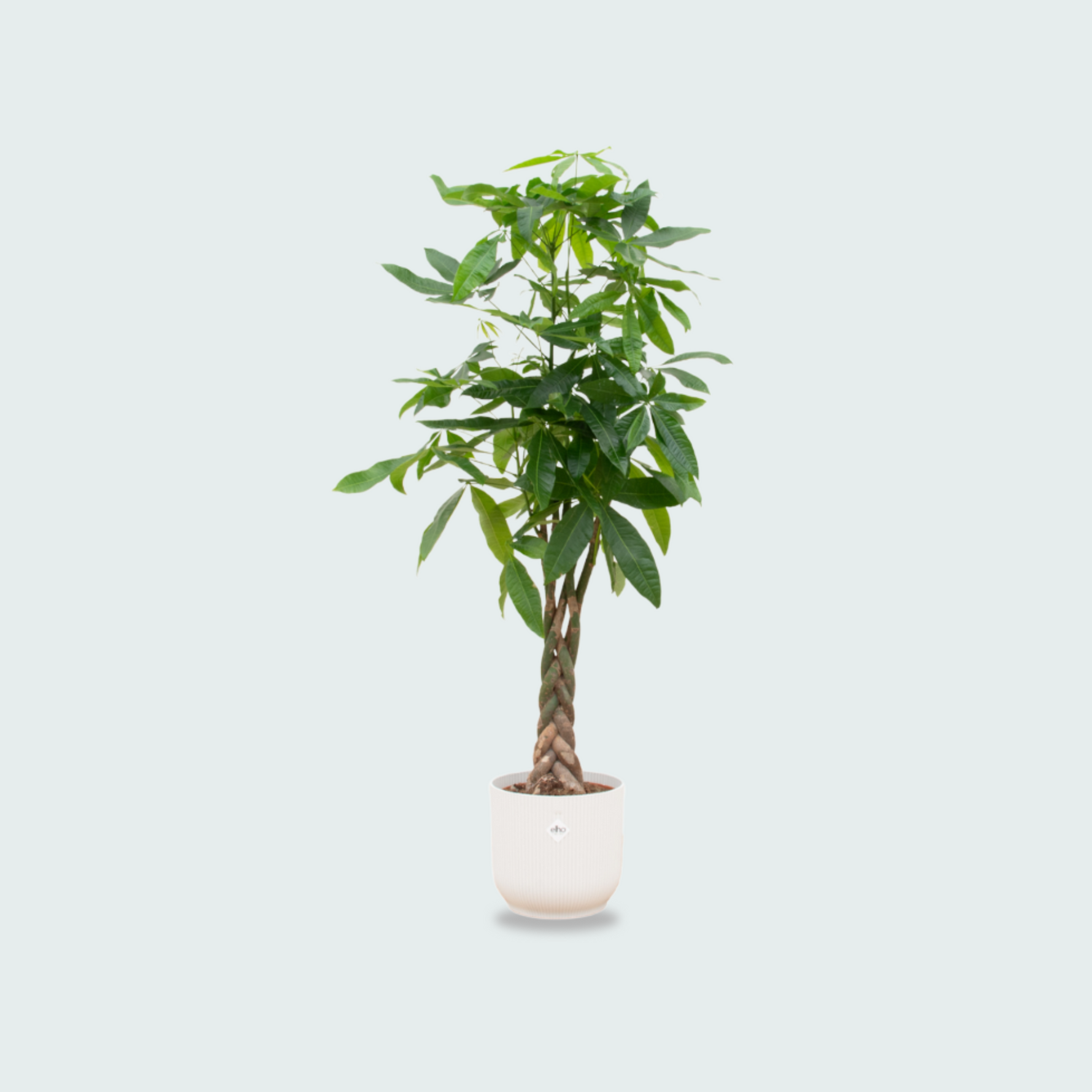 Pachira Aquatica kopen
